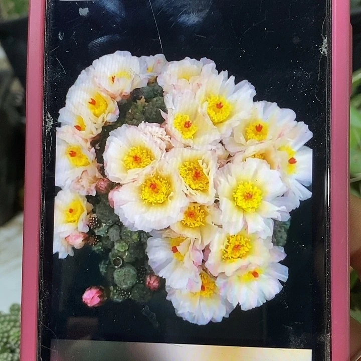 大青叶嫁接小型足球团扇