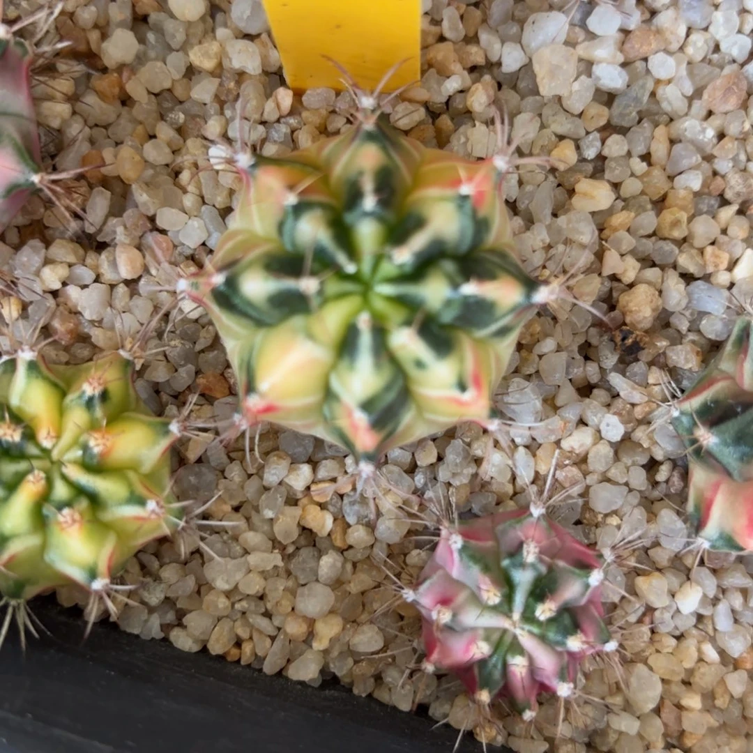 81-1224泰国发货多肉