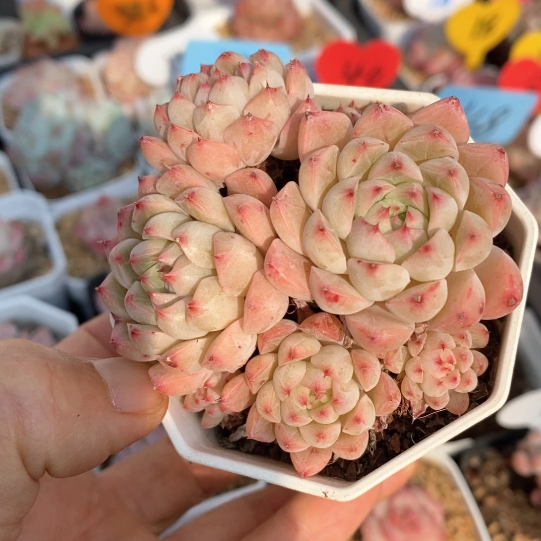 精品多肉一物一拍不包整147