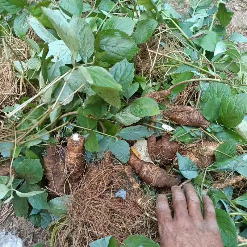 新鲜四叶参山海螺奶萝卜羊乳参高山纯野生原生态