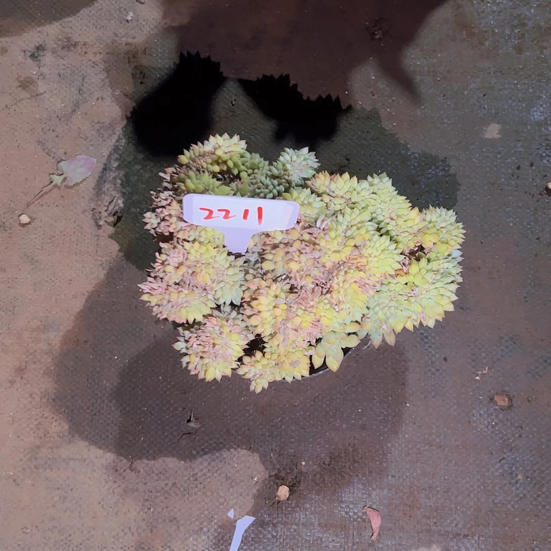 星*谷221不知名绿缀38。。。。