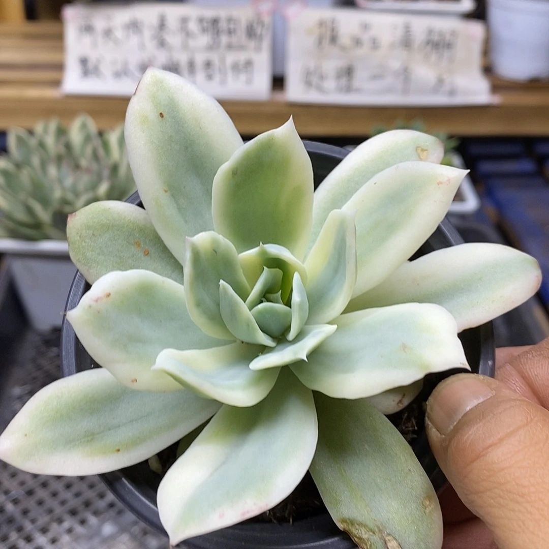 30223 小白龙覆轮锦