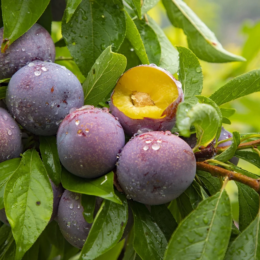 （京东顺丰）阿坝州红脆李汶川脆李四川李子青脆李脱骨李5斤3斤1斤