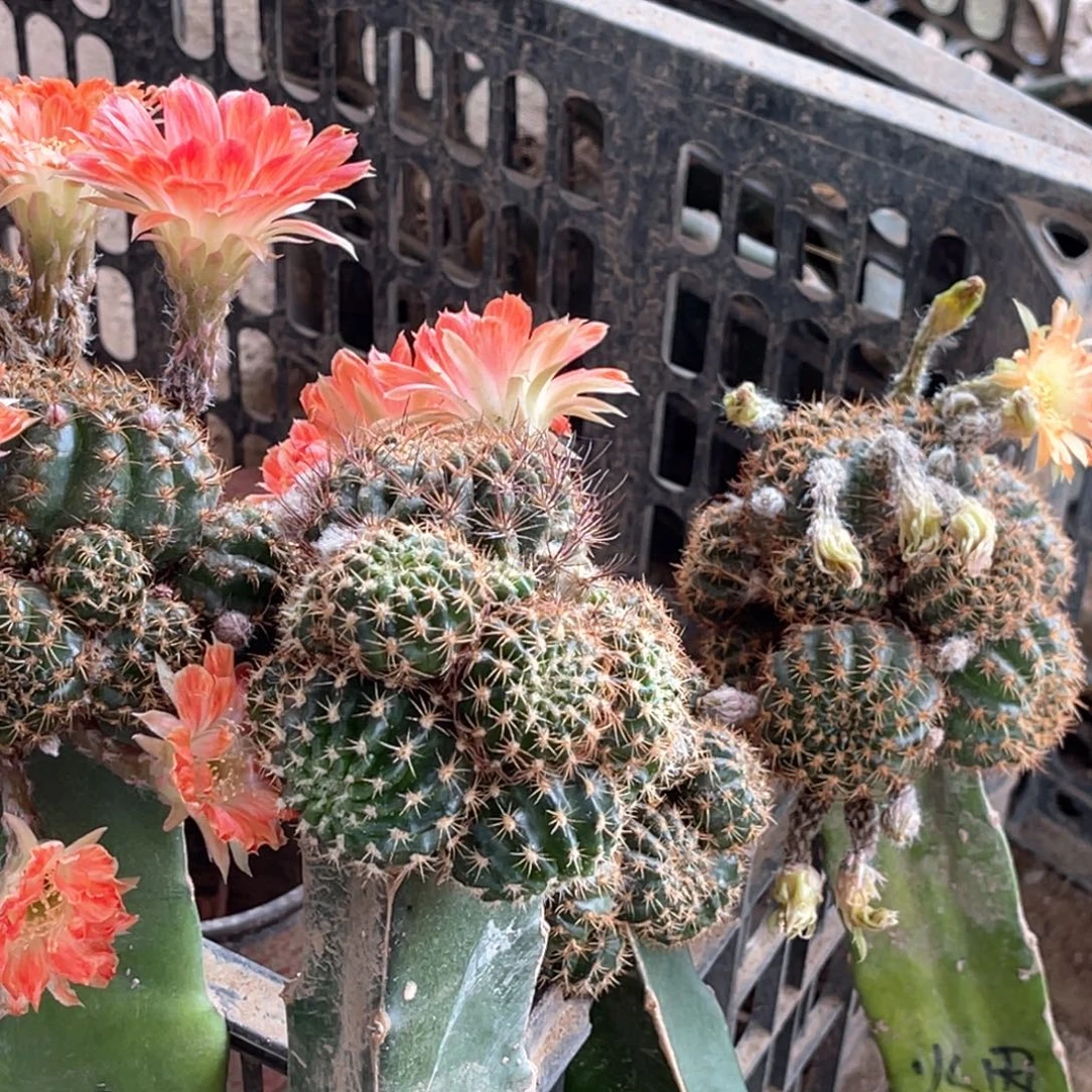 雪***乐丽花嫁接 无根掉侧芽 无售后
