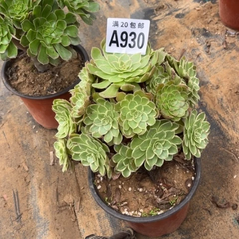 930莲花座不包断枝