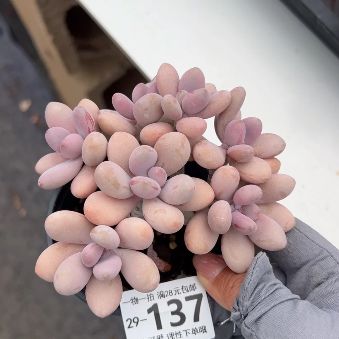 桃蛋多肉多肉多肉多好