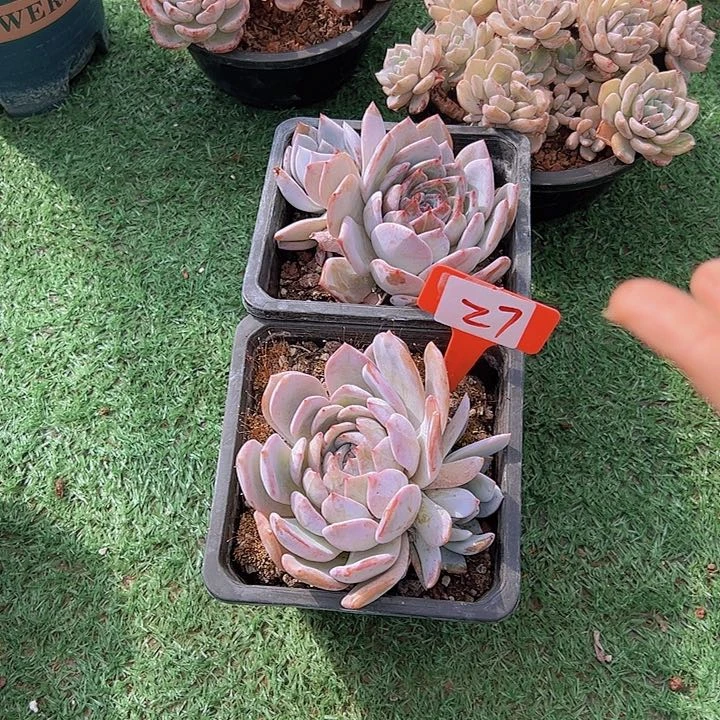 27长鹅一个脱土多肉
