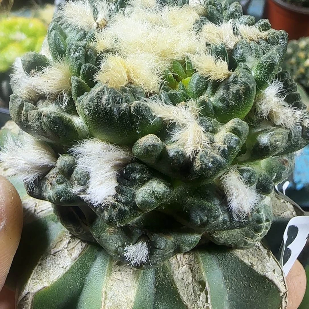 锯齿龟甲810仙人球开花