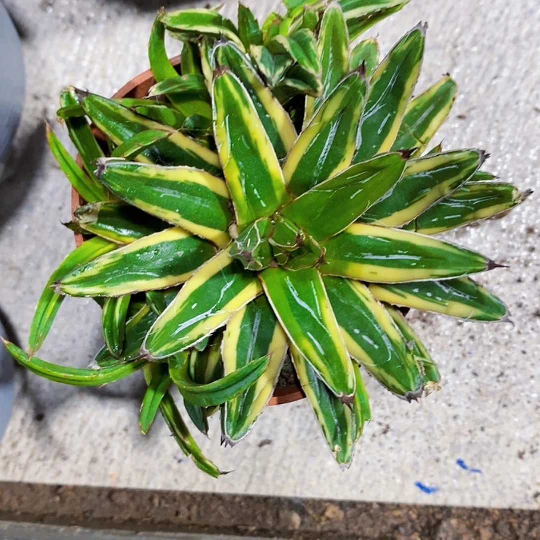 无花朵辉山林1111111111111个