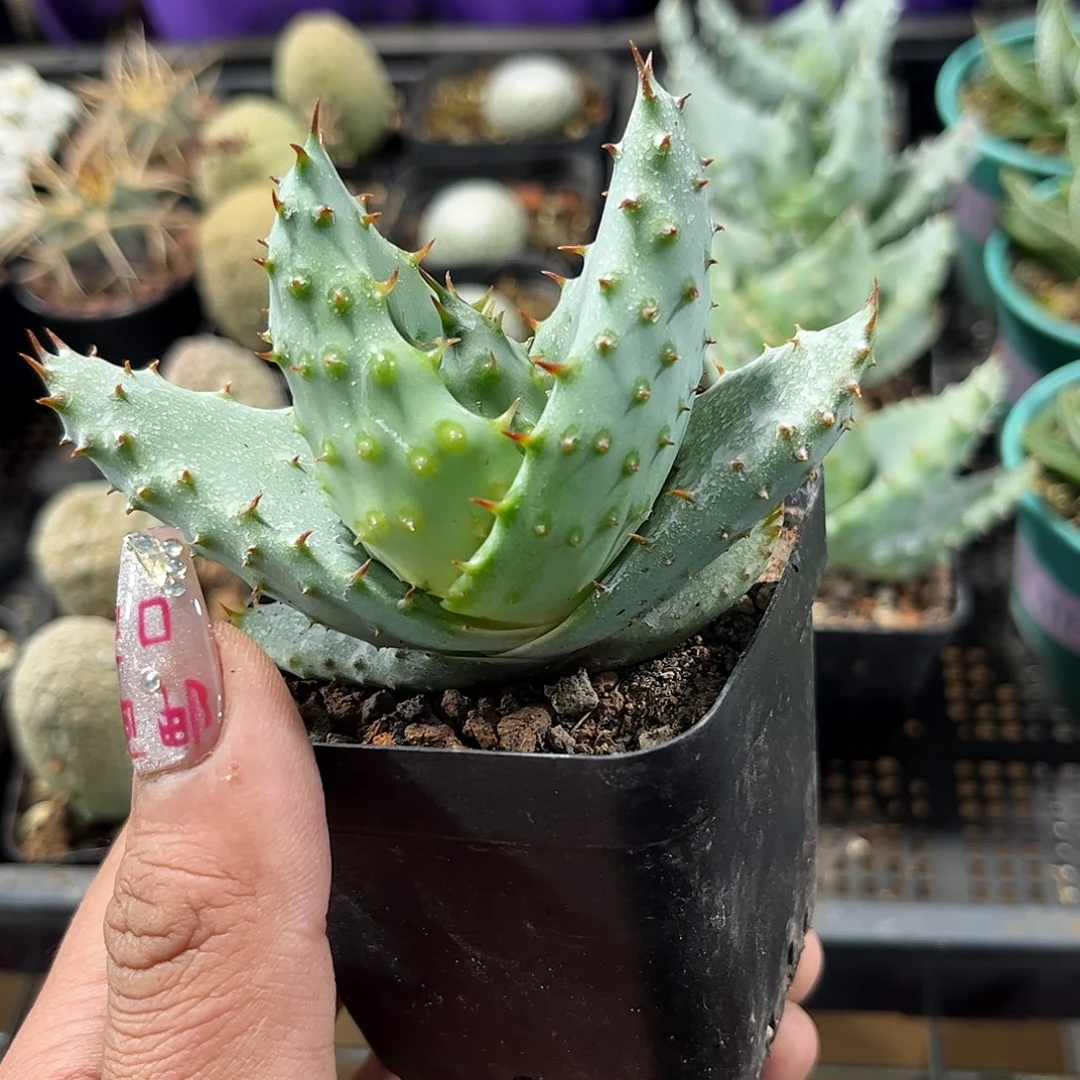 鬼切芦荟单头发货单头发