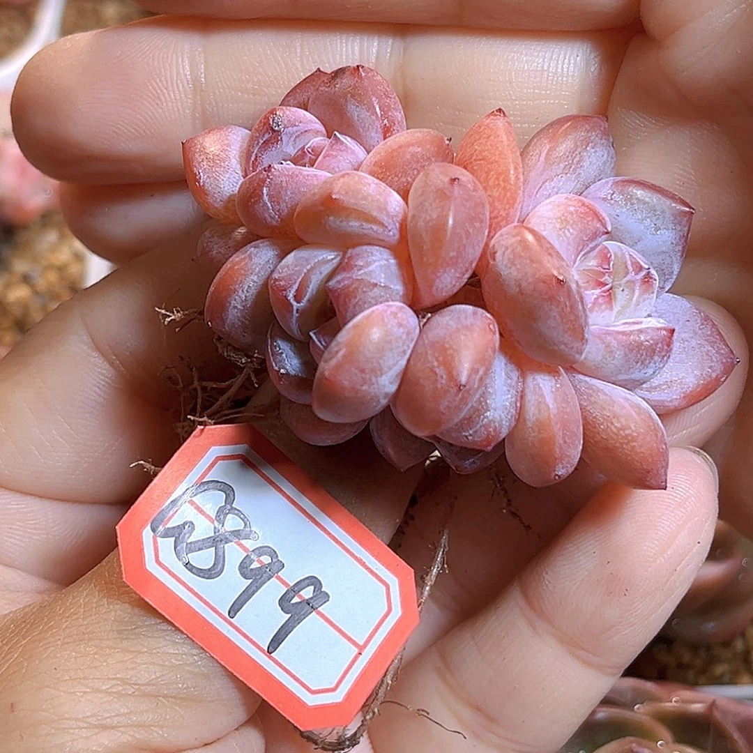 G899 石榴籽满18包邮