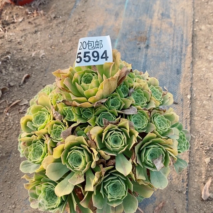 5594翡翠琉璃多肉植物
