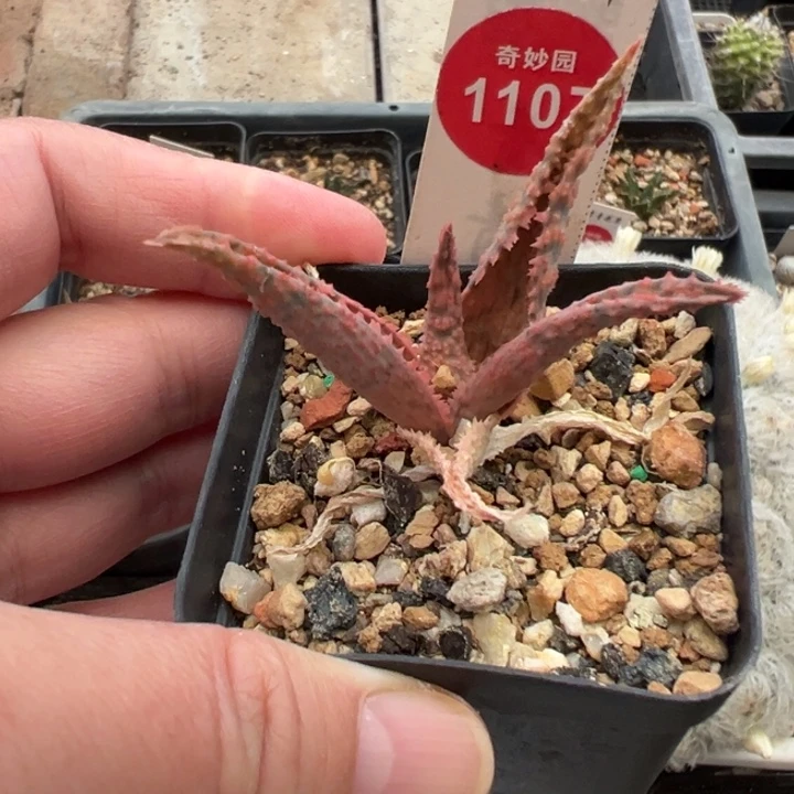 实生彩芦荟一棵仙人球