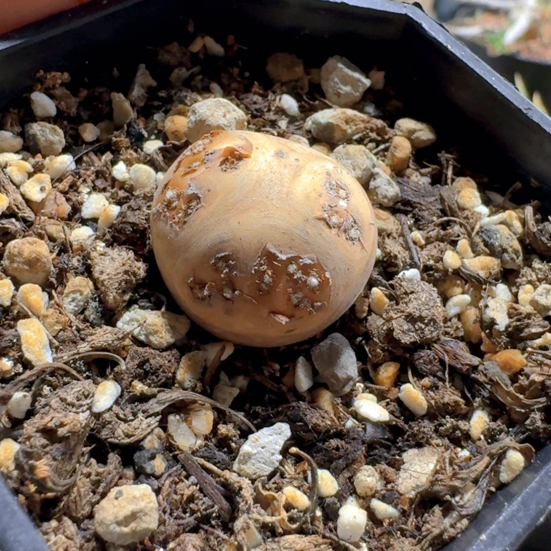 933格加厚敦菊带盆发货