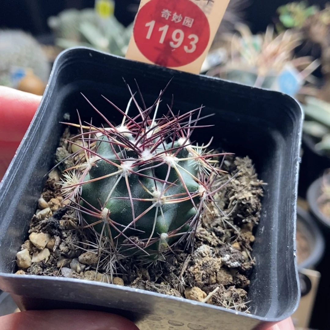 实生狂刺达氏青花虾3.3cm