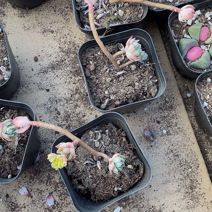 播化妆1.8带盆土发