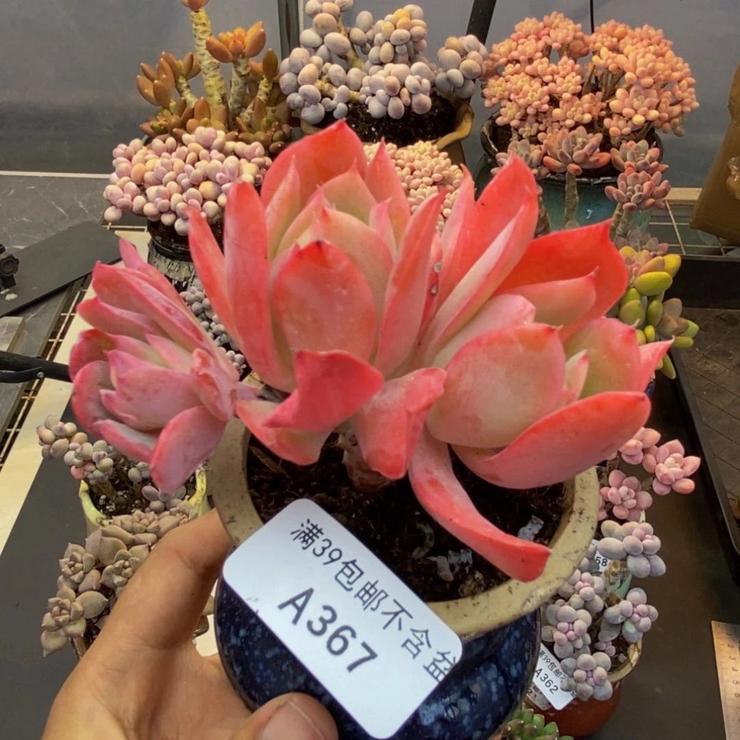 367绮罗多肉肉7c m