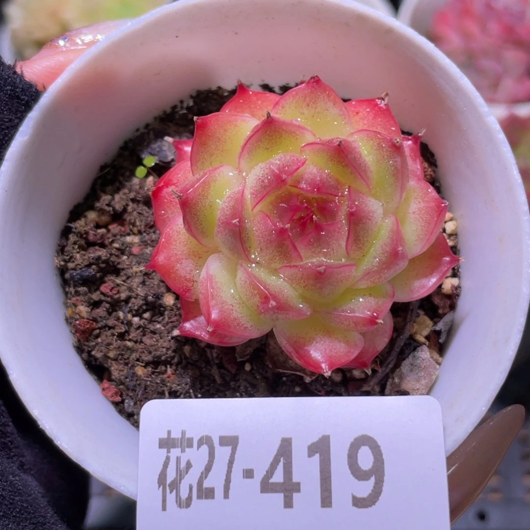 花利美27-419海王