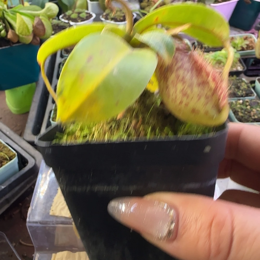 无花朵虎克猪笼草