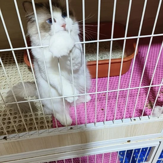 太原夏末名猫布偶猫猫妹妹母未绝育太原夏末名猫布偶猫