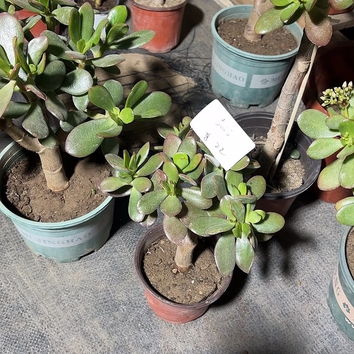 卡***丶当前无花栽培后可以开花韩国紫叶22