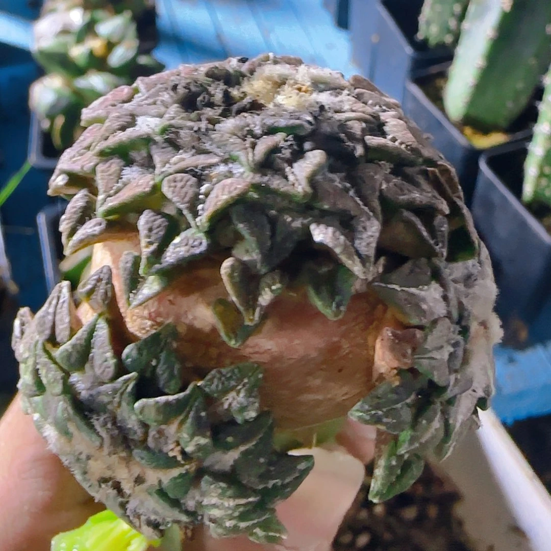 姬牡丹群头，887仙人球