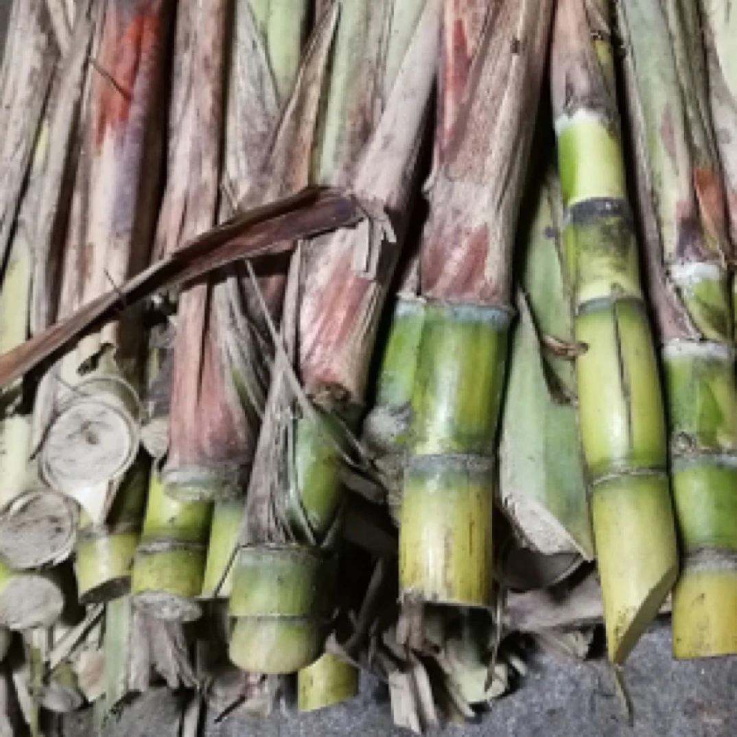 正宗广西黄皮青皮甘蔗种苗黄金甘蔗种子适合耐寒南北方种植