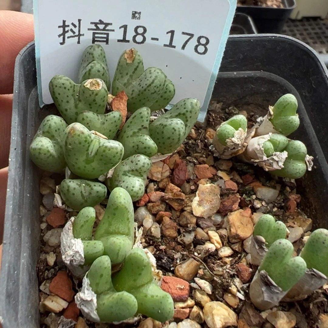 18-178肉锥多肉植物