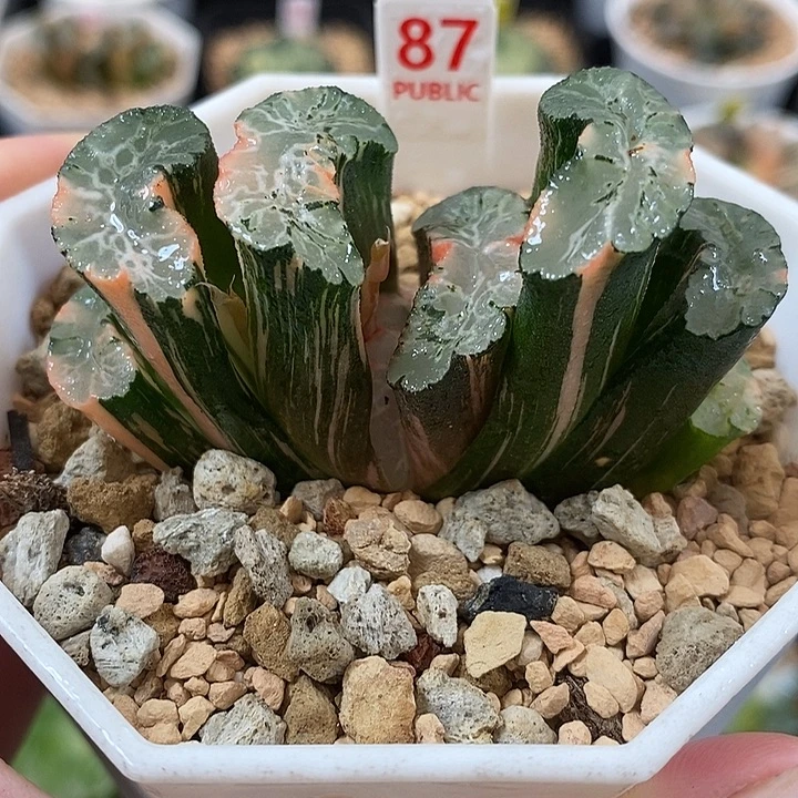 87北宅玉扇锦一物一拍