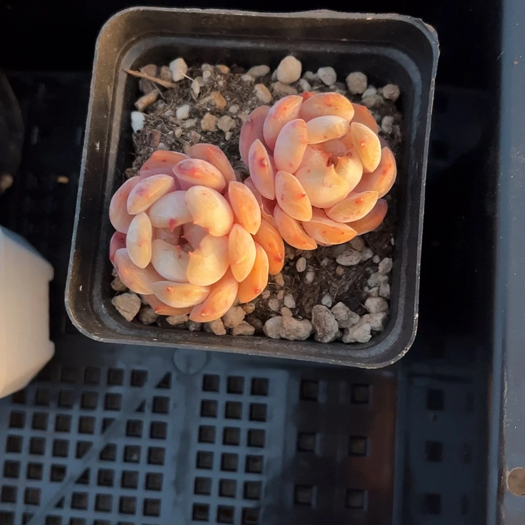 技****生红恋含盆含土发货 30包邮偏远除外