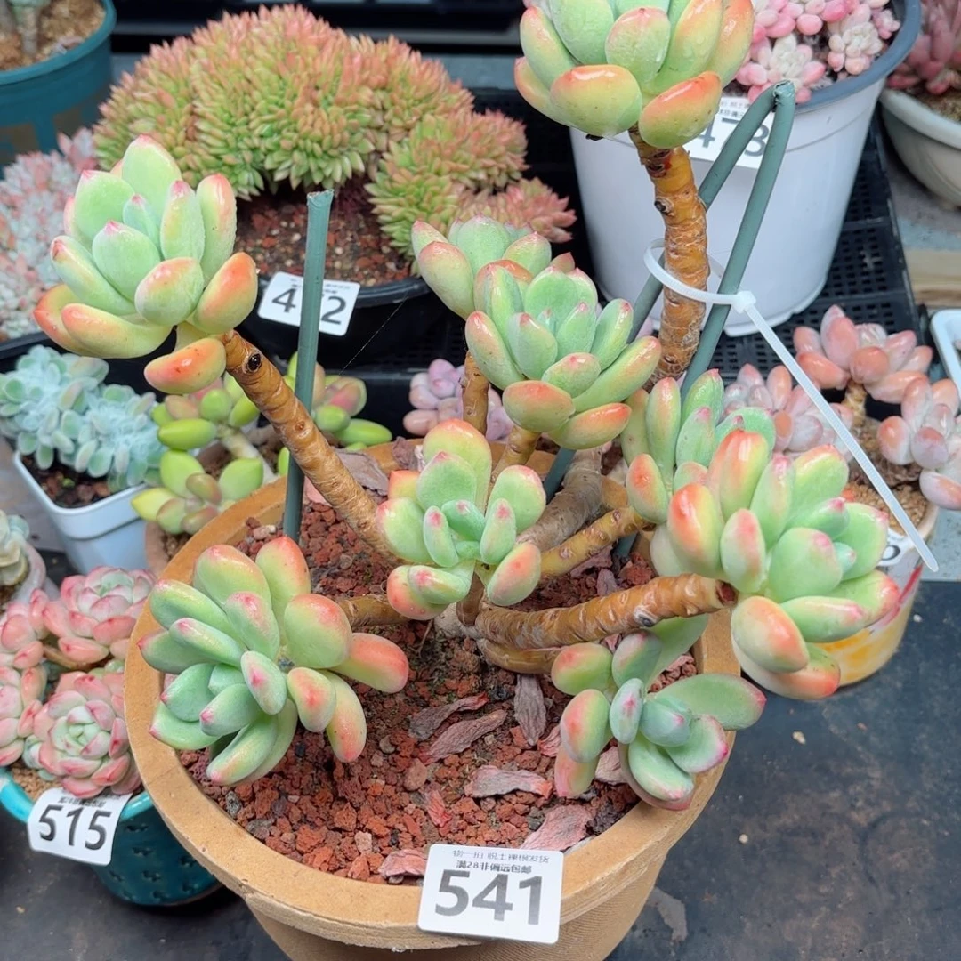 孤品青星美人无盆土发货