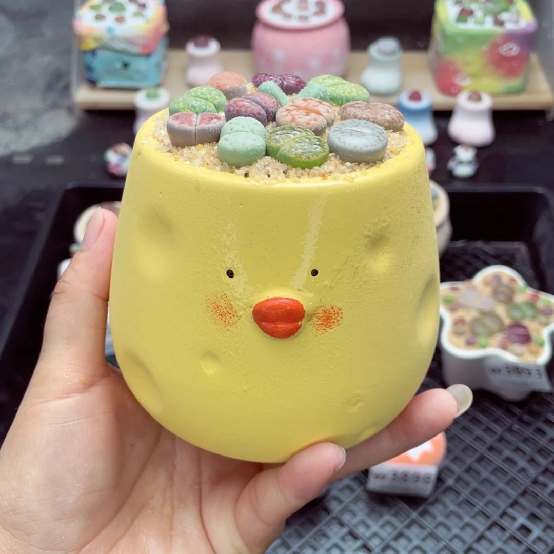 w3900 带盆土发货一物一拍