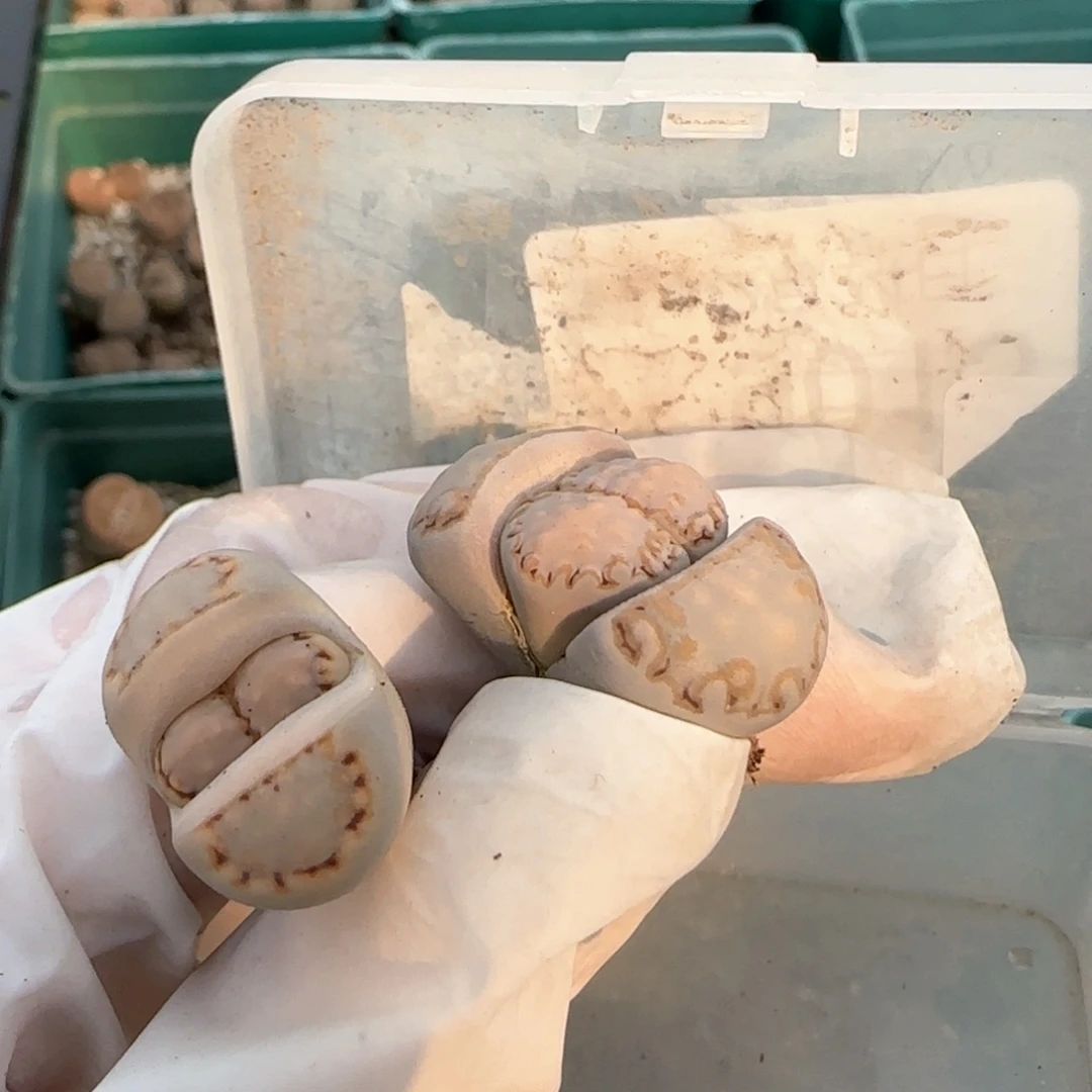 芒*2.24，217饼干2 9013