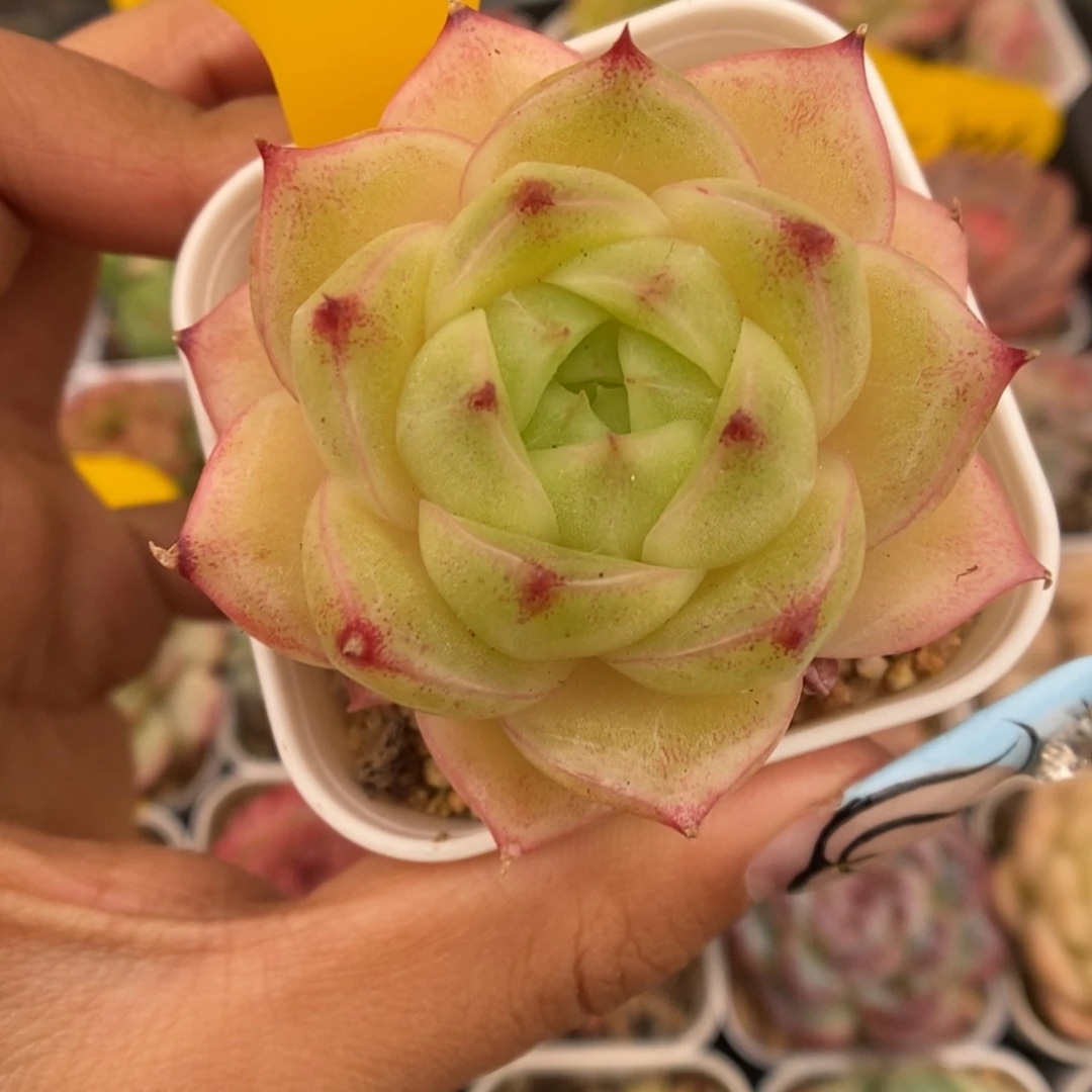 蜜蜡麦秆410号。