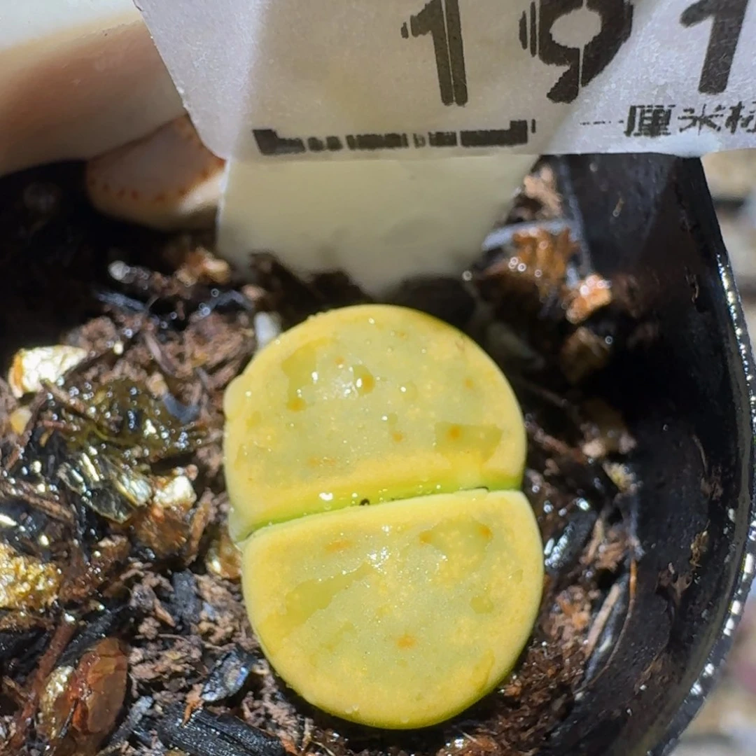 zzzz精品生石花191