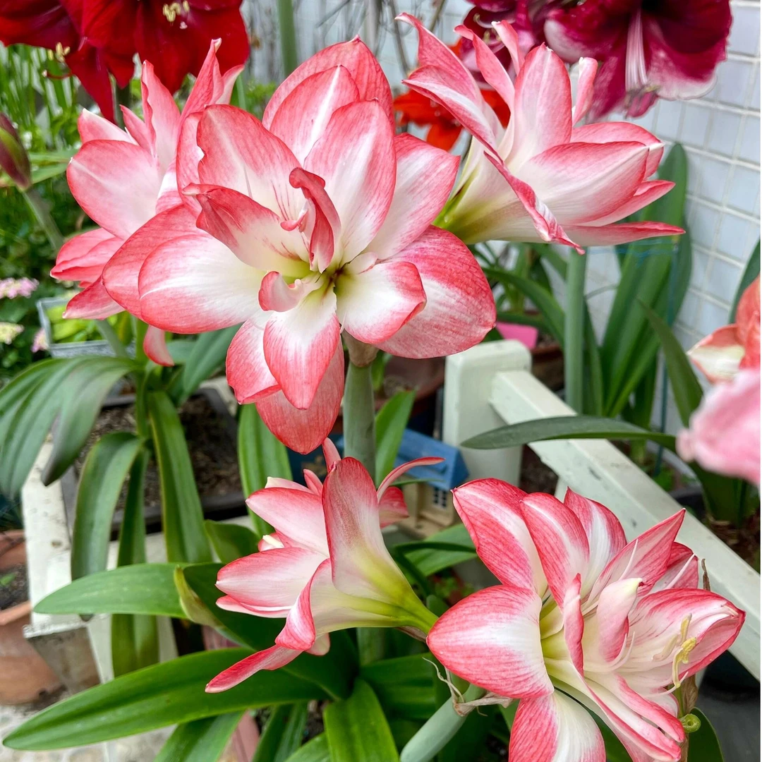 百萌花孔雀朱顶红开花种球