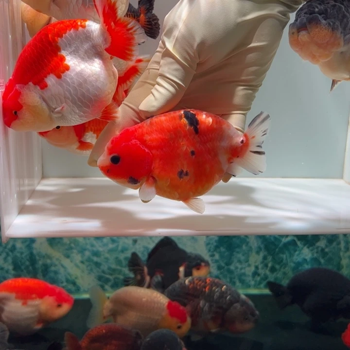 海水鱼花寿兰寿aaaaa