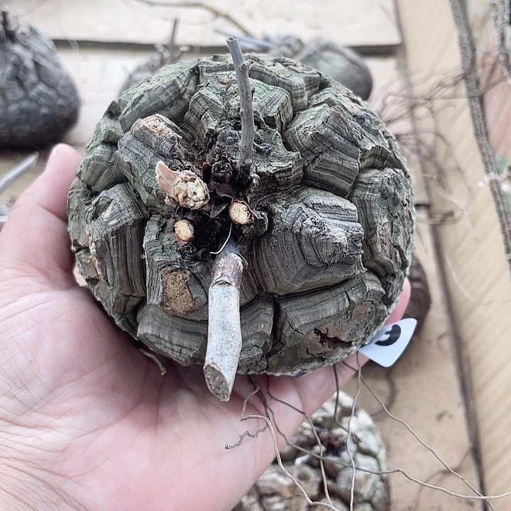 。***869南非龟甲龙块根