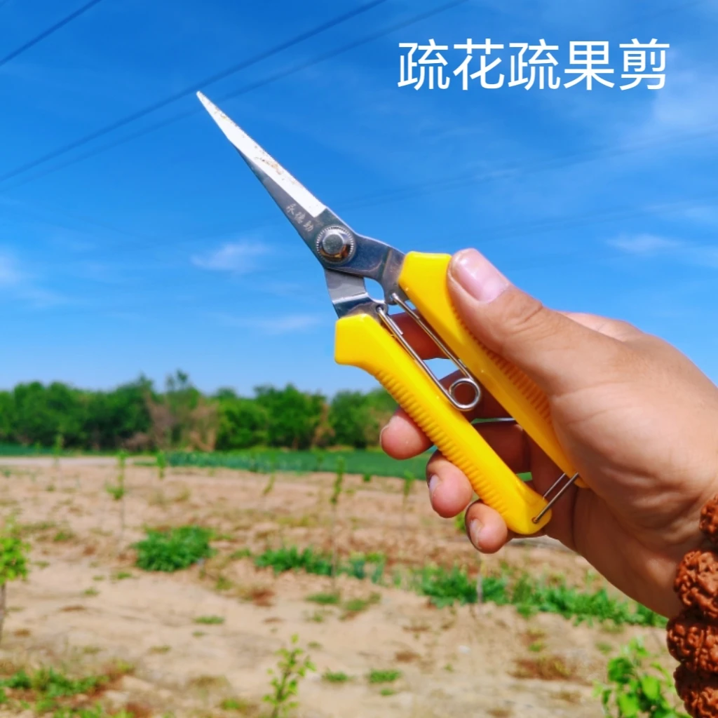疏果剪不锈钢不掉簧蔬果剪疏花剪采摘剪修花剪锯齿疏果剪