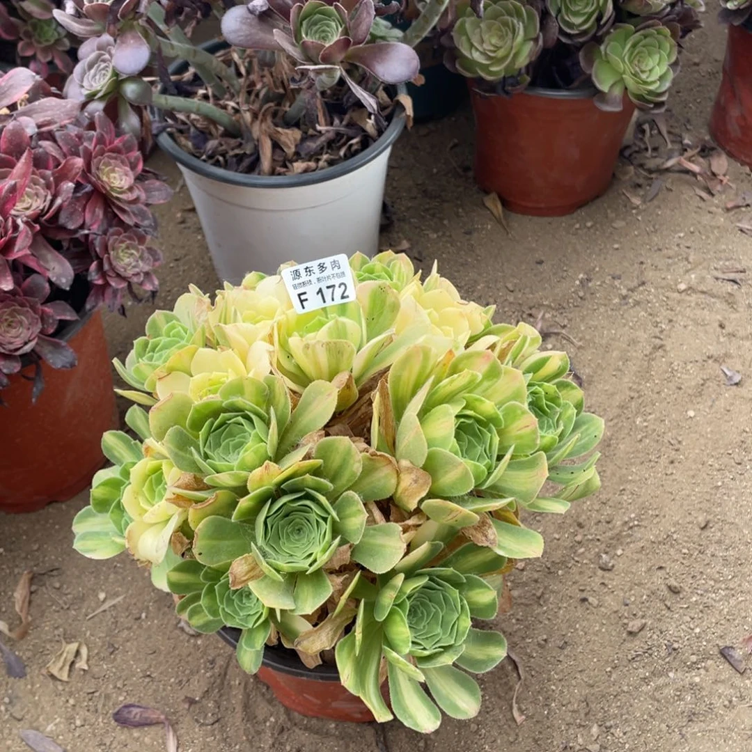 172五彩多肉法师断枝不包