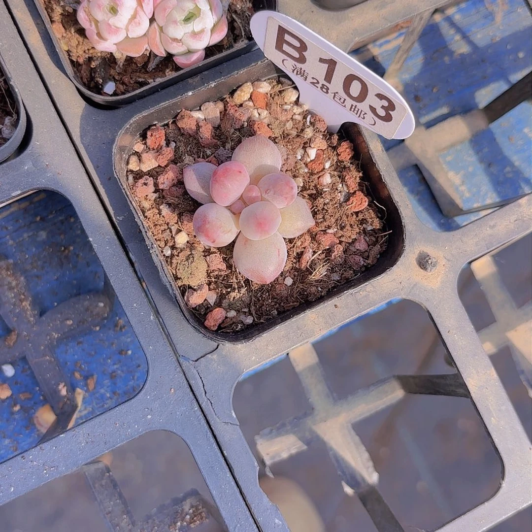 B103红蜻蜓石化锦一物一拍