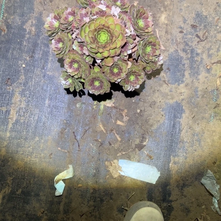 不包侧枝一物一拍44