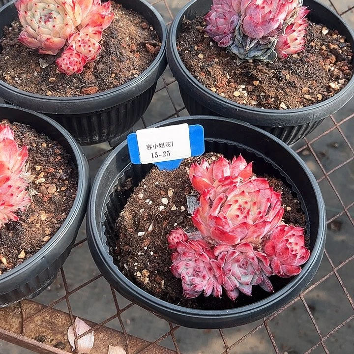 15.25卡系一个脱土