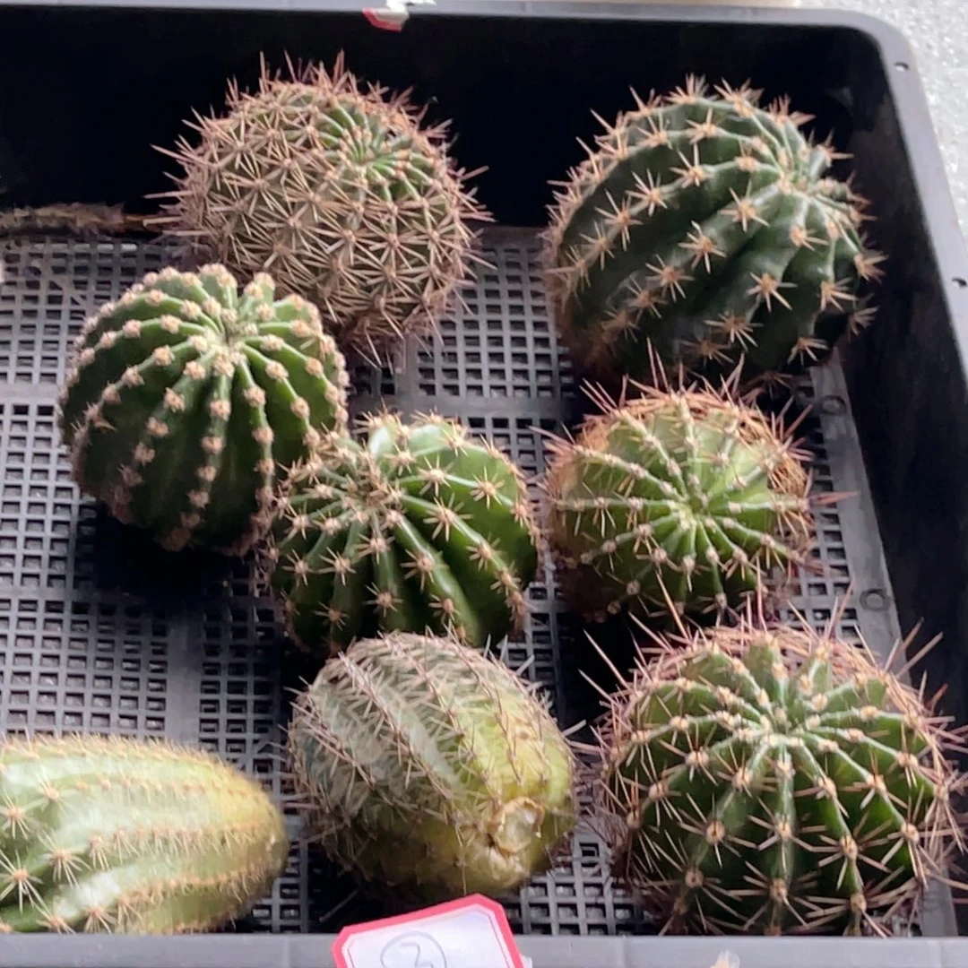 03号 彩草 筐拍 8个品 侧芽无根