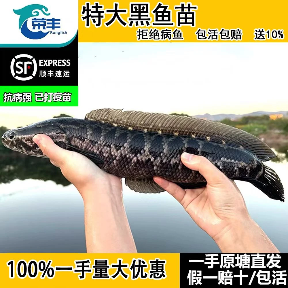 黑鱼苗淡水养殖生鱼活体乌鳢财鱼斑鱼特大好养黑鱼鱼苗