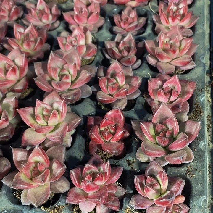 小红檀1.5带土发