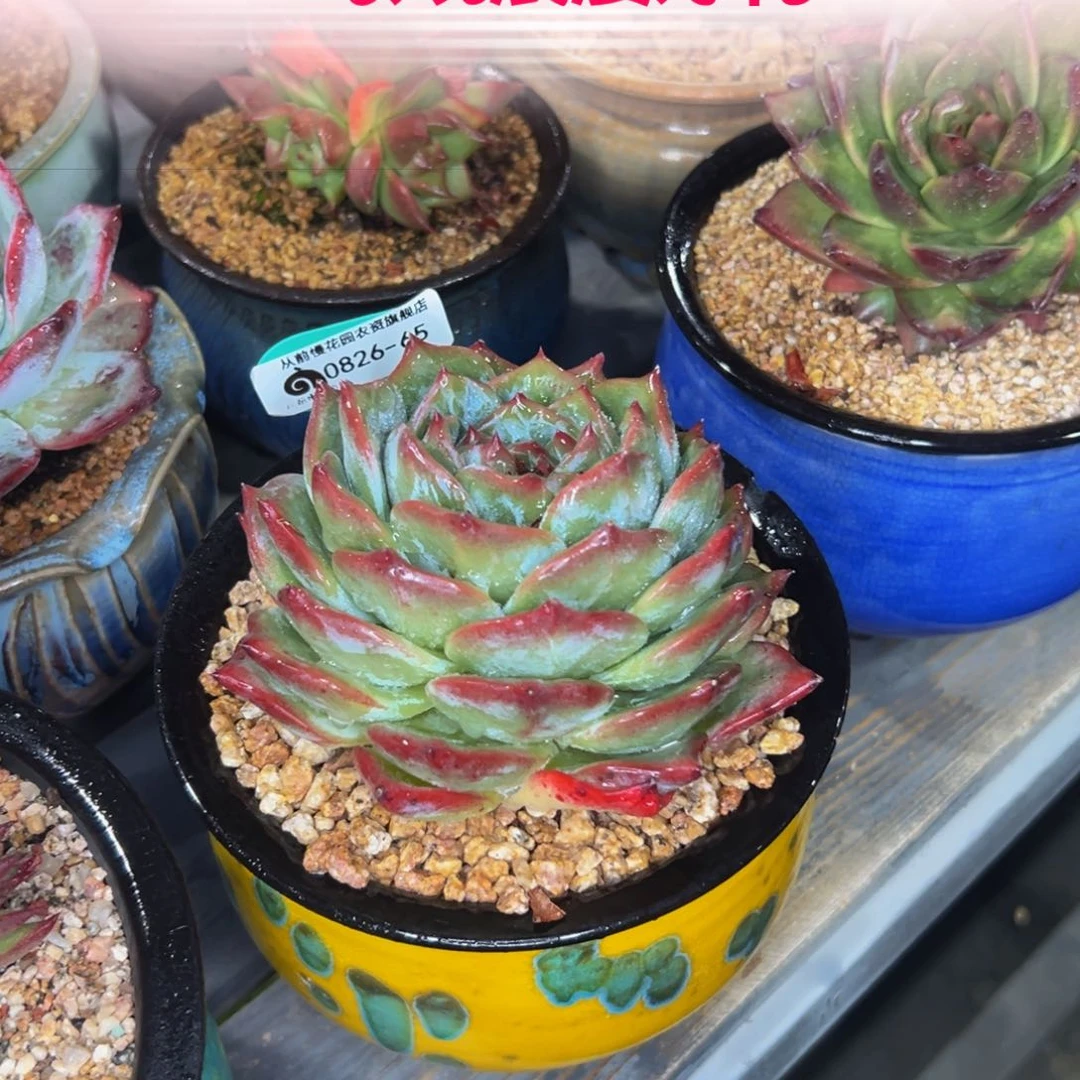 多肉一物一拍0826-65