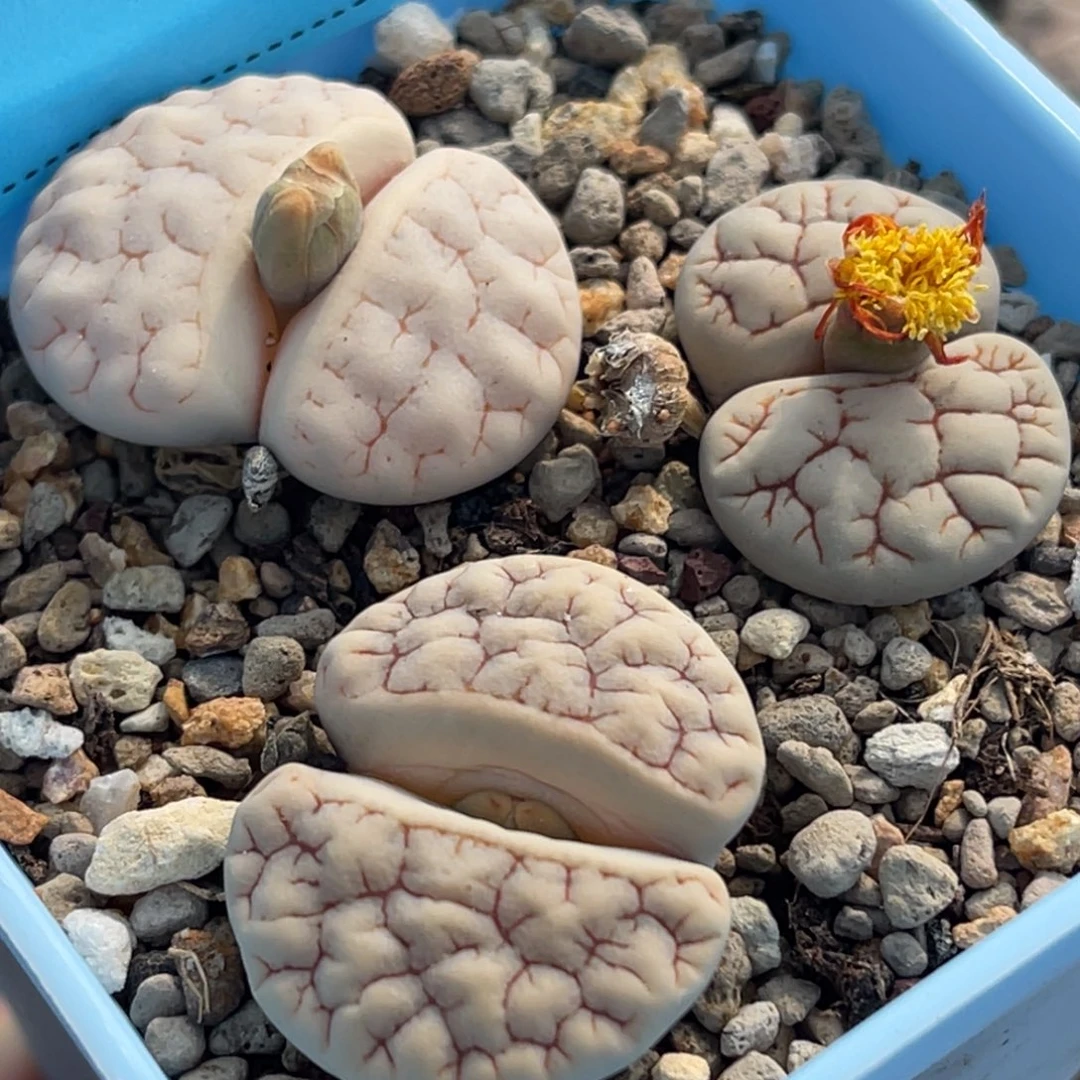 7526荒混三颗。