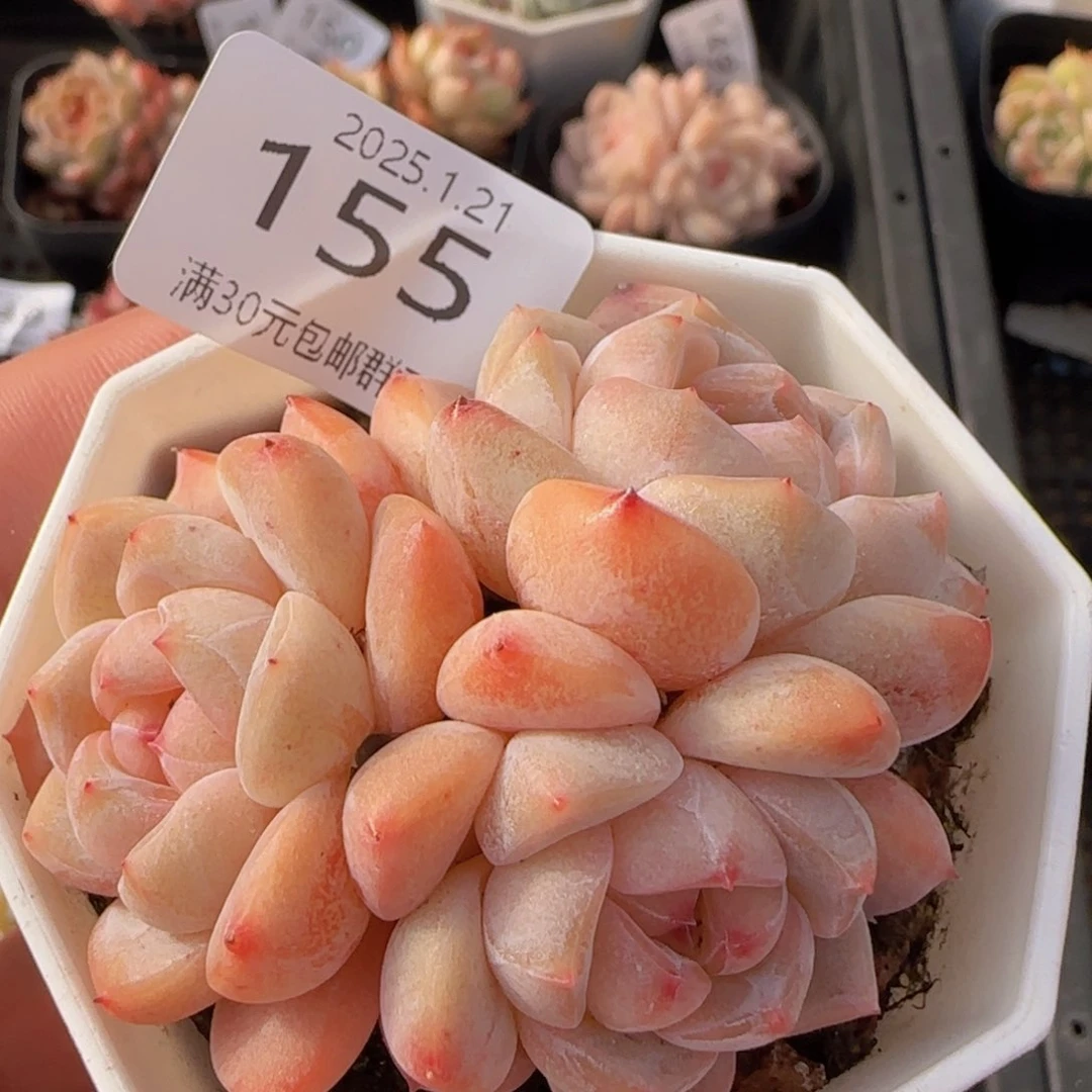 太妃糖三头一颗脱土发货