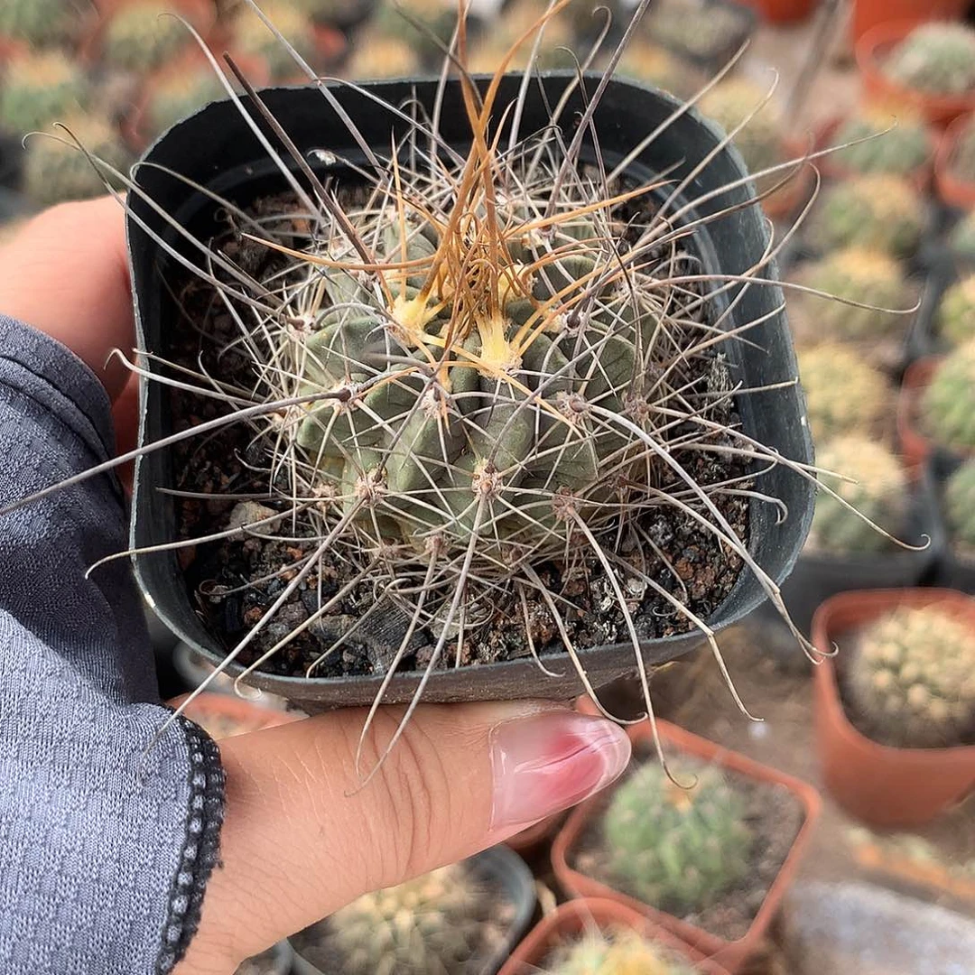 完全开放何***～仙人球实生黑喉